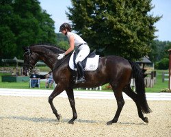 broodmare Joke 16 (Westphalian, 2010, from Bordeaux 28)