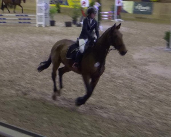 Reitturnier Köln-Leverkusen 2019