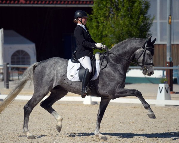 dressage horse Dauphin 31 (Holsteiner, 2010, from de Chirico)
