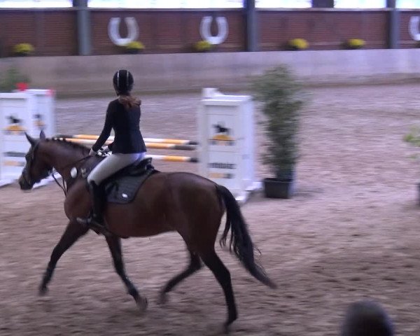 Reitturnier Köln-Leverkusen 2019