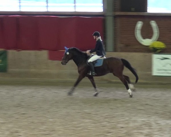 Reitturnier Köln-Leverkusen 2019