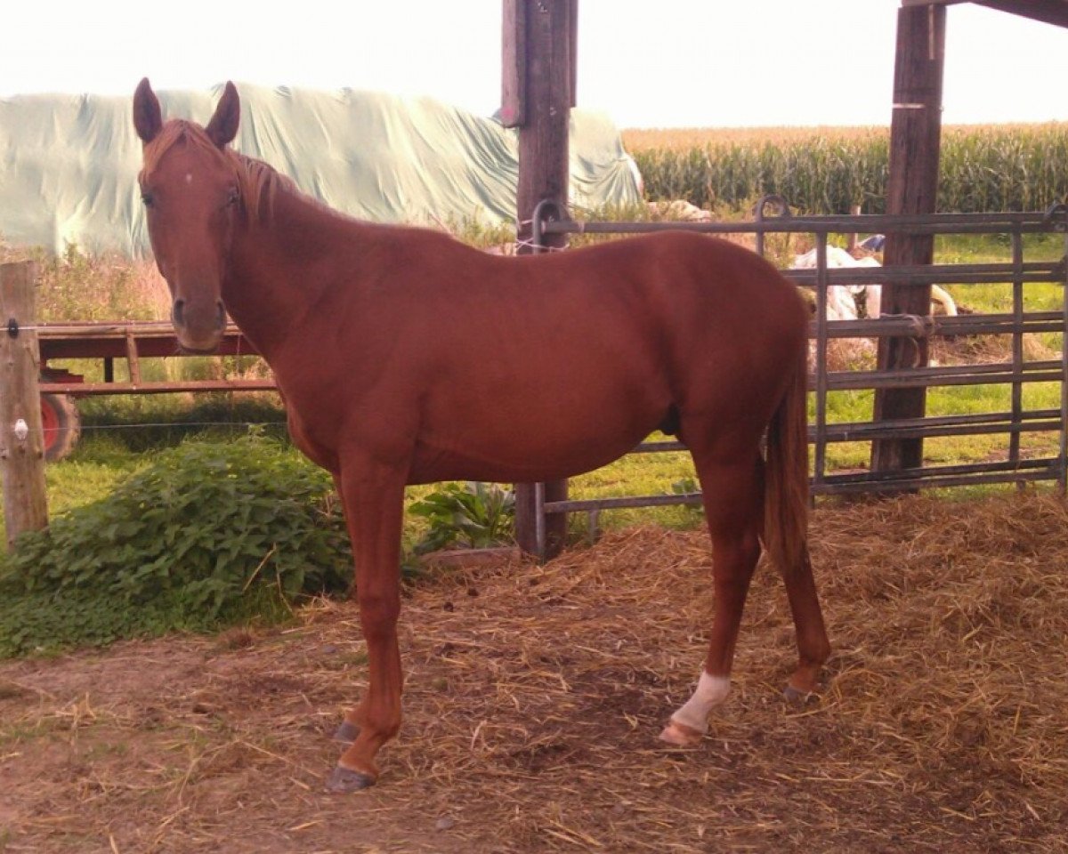 Pferd Bon Filou (Hannoveraner, 2013, von Bon Bravour)