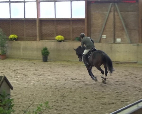 Reitturnier Köln-Leverkusen 2019