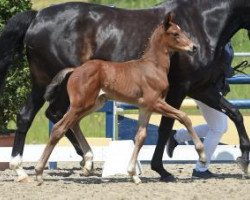 horse Benito (Bavarian, 2016, from Bailamos Biolley)
