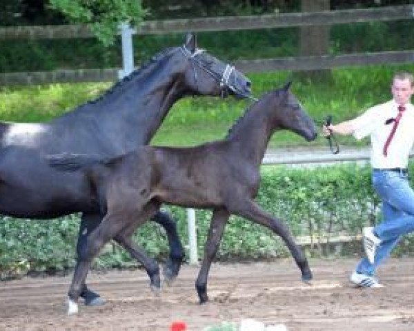 horse Cameron Diaz K (German Sport Horse, 2016, from Celencio)