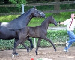 horse Cameron Diaz K (German Sport Horse, 2016, from Celencio)