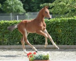 horse Cucumbar (German Sport Horse, 2016, from Carleyle)