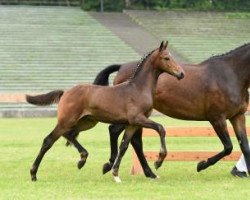 horse Bandolero (Bavarian, 2016, from Borsalino)