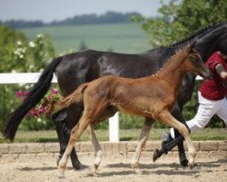 jumper Bon Prix 2 (German Sport Horse, 2016, from Bon Coeur)