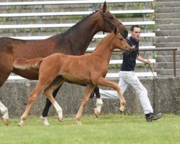 Pferd Fitschi (Bayer, 2016, von Belissimo NRW) - DE 481810087016