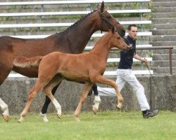 horse Fitschi (Bavarian, 2016, from Belissimo NRW)