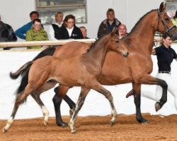 horse Van der Vaart RR (Bavarian, 2016, from Viva Vulkano)