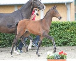 horse Vercaro (German Sport Horse, 2016, from Verdi)