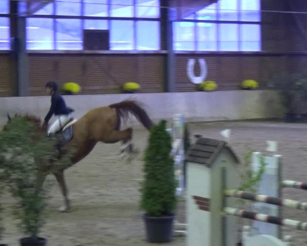 Reitturnier Köln-Leverkusen 2019
