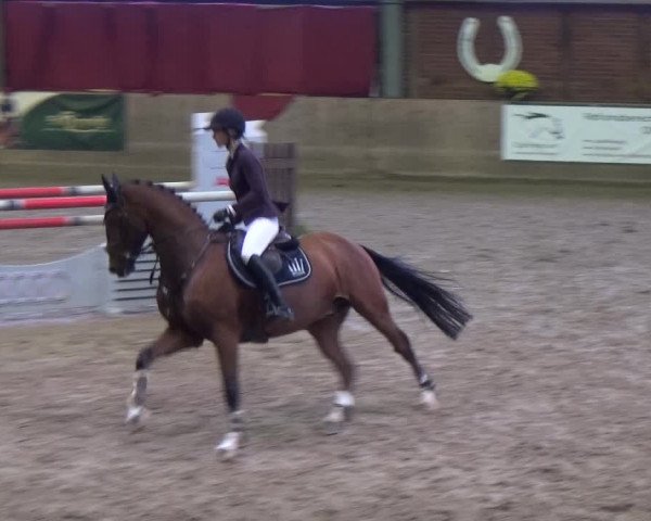 Reitturnier Köln-Leverkusen 2019