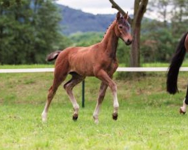 stallion Kiton Star (German Sport Horse, 2016, from Kannan)