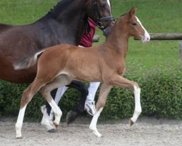 horse Cornado's Girl (Württemberger, 2016, from Cornado NRW)