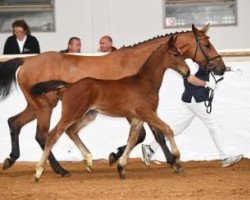 jumper Chiron 33 (German Sport Horse, 2016, from Cornet Obolensky)