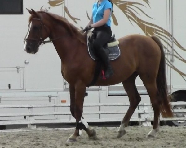 horse Dunhill (Westphalian, 2004, from Damon Hill)