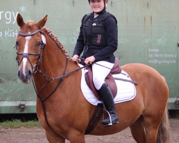 jumper Sweet Dream 25 (German Riding Pony, 2011, from Seiron)