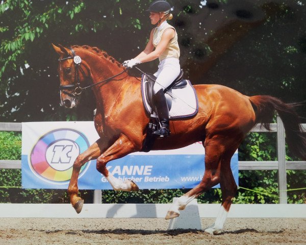 dressage horse Sisco's Dimmi Quando (Westphalian, 2007, from Sancisco)