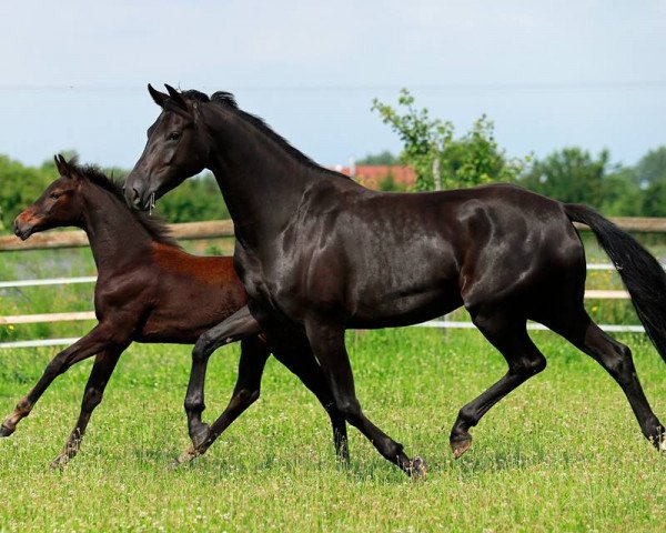 Zuchtstute Danika (Oldenburger, 2012, von Apache)