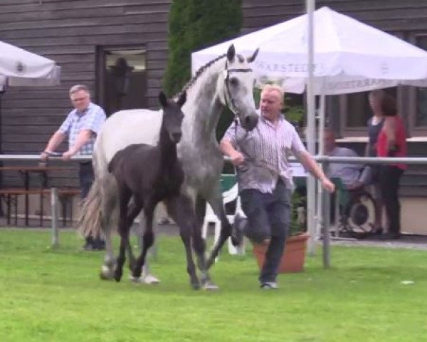 horse Stute von Diacontinus / Lausejunge (Westphalian, 2016, from Diacontinus)