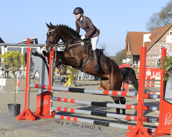 Springpferd Kassandra (Oldenburger, 2012, von Semper Fi)