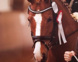 dressage horse Prinz 1019 (German Riding Pony, 2002)