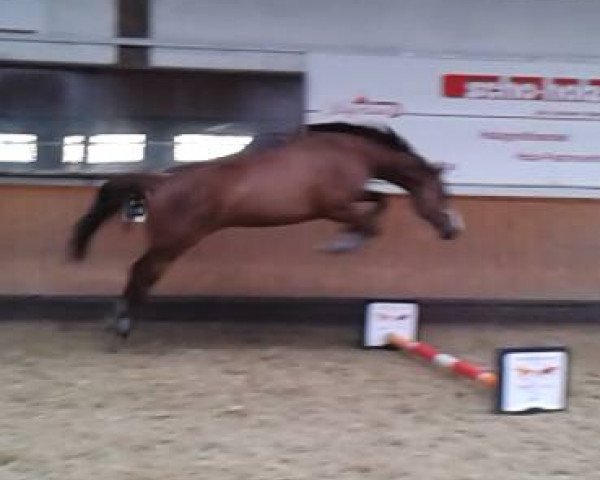 Dressurpferd Call me Caja (Holsteiner, 2008, von Coriano)