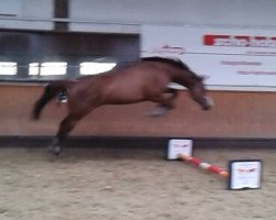 Dressurpferd Call me Caja (Holsteiner, 2008, von Coriano)