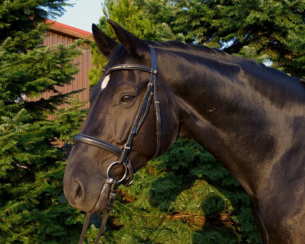 Dressurpferd West-End (Hannoveraner, 2006, von Worldly I)