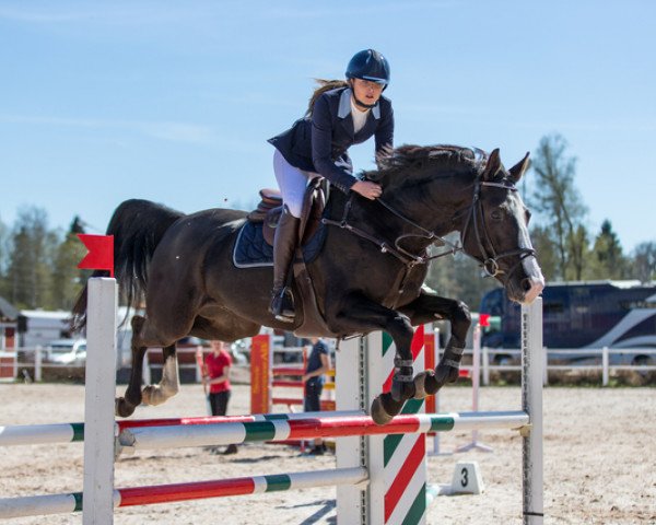 jumper Bagheera JL (Swedish Warmblood, 2011, from Baltimore 1178)