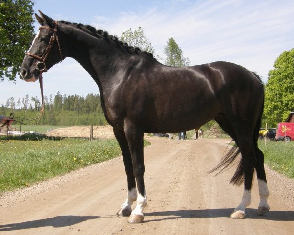 broodmare Esmeralda 29651 (Swedish Warmblood, 1998, from Szkopul 929)