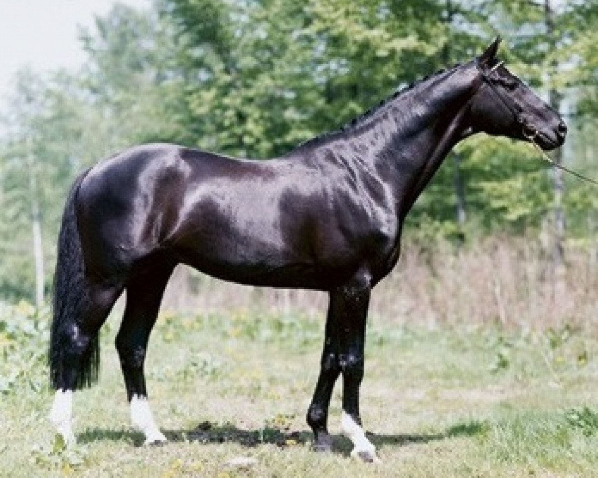 stallion Szkopul 929 (Great Poland (wielkopolska), 1986, from Arianin)