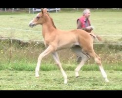 dressage horse Delaney 10 (Westphalian, 2016, from Damon Hill)