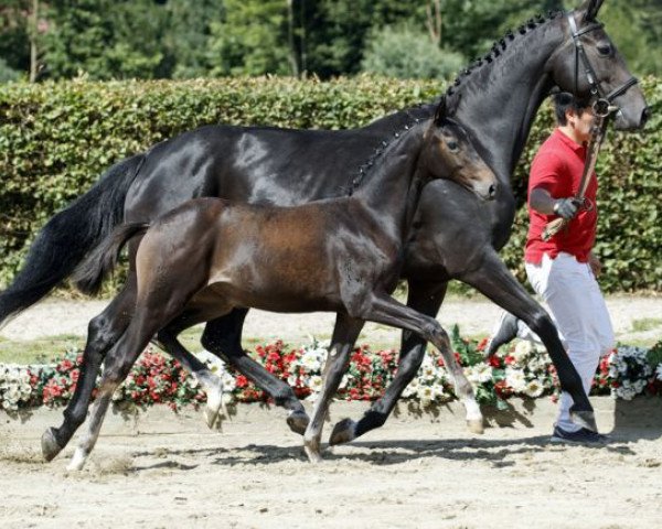 horse Bretagne (Westphalian, 2016, from Bretton Woods)