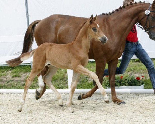 horse Valentin von Terni (Westphalian, 2016, from Valerius)