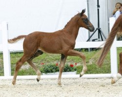 Pferd Dan Santino (Westfale, 2016, von Diatano)