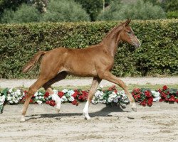 Zuchtstute Siiri S (Westfale, 2016, von Sir Heinrich OLD)