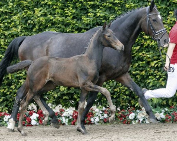 Springpferd Santa Venena (Westfale, 2016, von Veneno)