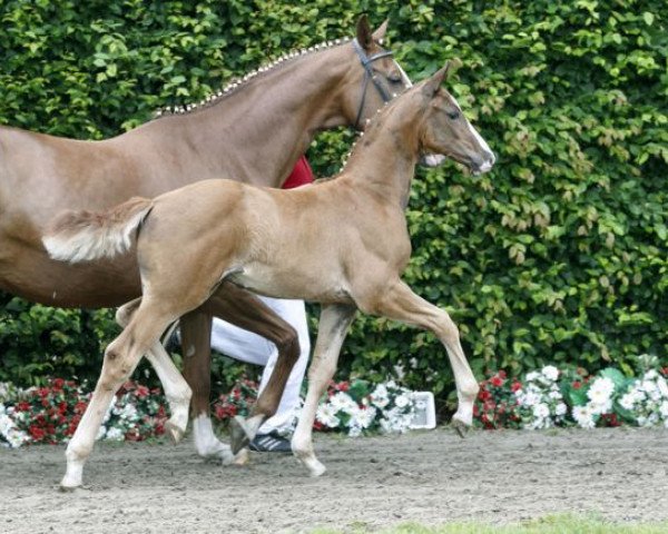 Kůň Bernstein (Westfálský kůň, 2016, od Baccardi)