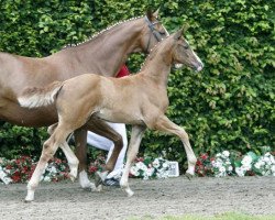 horse Bernstein (Westphalian, 2016, from Baccardi)