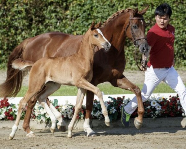 broodmare Savanna Dry (Westphalian, 2016, from Sir Heinrich OLD) broodmare Savanna Dry (Westphalian, 2016, from Sir Heinrich OLD)