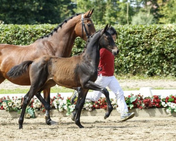 Dressurpferd Gabalier (Westfale, 2016, von Goldberg)