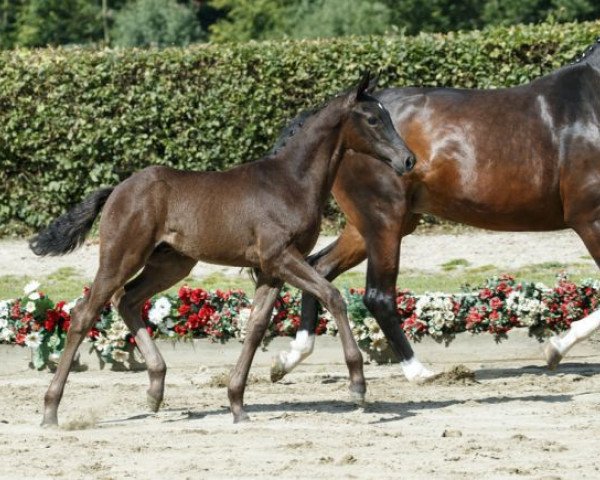horse Fabio Montale (Westphalian, 2016, from Fürsten-Look)