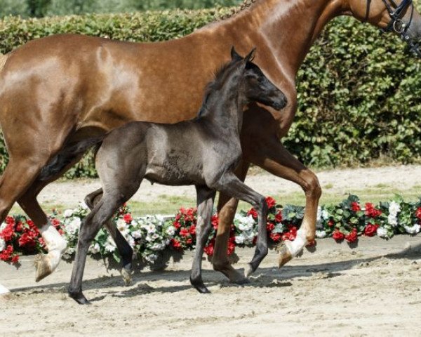 dressage horse Millenniums Cassanova (Westphalian, 2016, from E.H. Millennium)