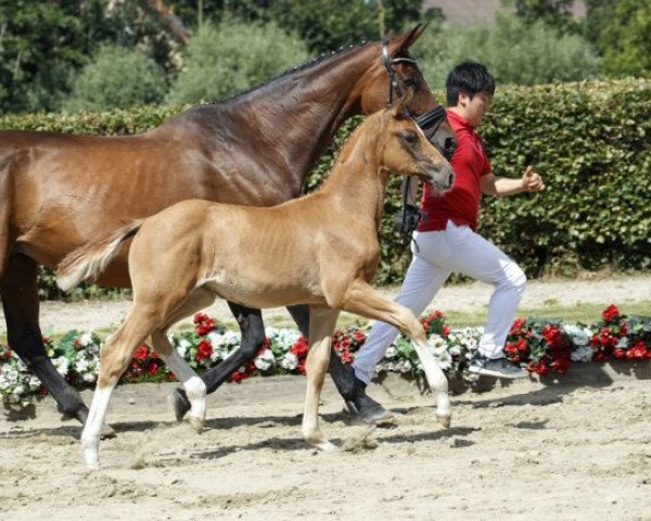 horse Dating Daisy (Westphalian, 2016, from Dankeschön)