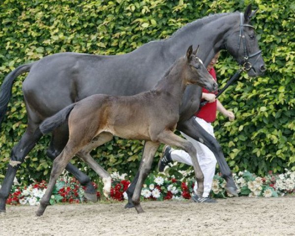 Dressurpferd Brilliant Classics (Westfale, 2016, von Buckingham)