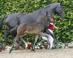 dressage horse Brilliant Classics (Westphalian, 2016, from Buckingham)